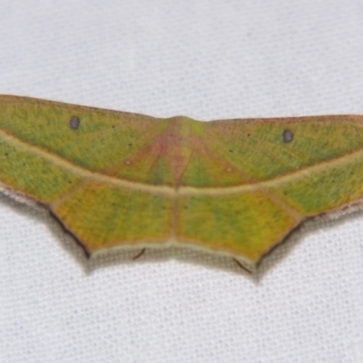 Traminda aventiaria (A Geometer moth) at Sheldon, QLD - 16 Nov 2007 by PJH123