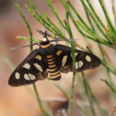 Amata (genus) at Moruya, NSW - 16 Nov 2023 by LisaH