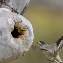 Pardalotus striatus (Striated Pardalote) at Mount Majura - 15 Nov 2023 by trevsci