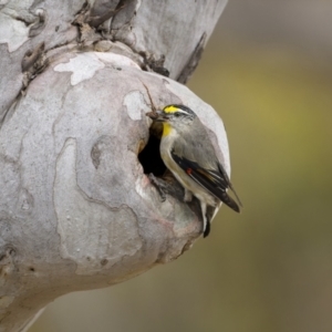 Pardalotus striatus at Mount Majura - 15 Nov 2023 11:58 AM