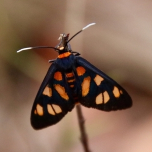 Amata nigriceps at Moruya, NSW - suppressed