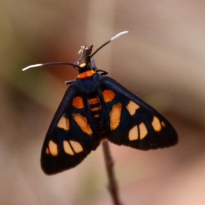 Amata nigriceps (A Handmaiden moth) at Broulee Moruya Nature Observation Area - 16 Nov 2023 by LisaH