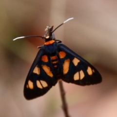 Amata nigriceps (A Handmaiden moth) at Moruya, NSW - 16 Nov 2023 by LisaH