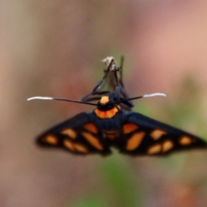 Amata nigriceps at Moruya, NSW - suppressed