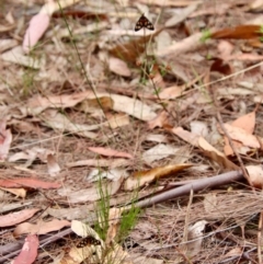 Amata nigriceps at Moruya, NSW - 16 Nov 2023