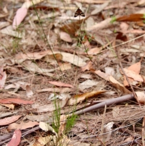 Amata nigriceps at Moruya, NSW - suppressed