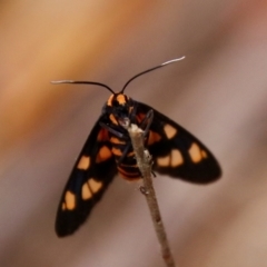 Amata nigriceps at Moruya, NSW - suppressed