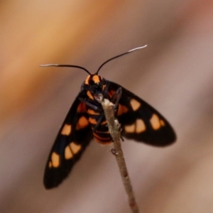 Amata nigriceps at Moruya, NSW - suppressed