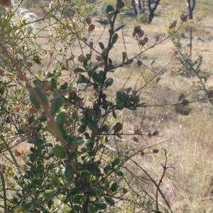 Bursaria spinosa at Williamsdale, NSW - 13 Nov 2023