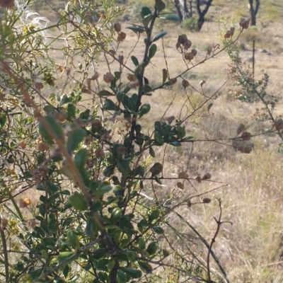 Bursaria spinosa (Native Blackthorn, Sweet Bursaria) at Williamsdale, NSW - 13 Nov 2023 by Kazw