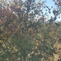 Bursaria spinosa at Williamsdale, NSW - 13 Nov 2023