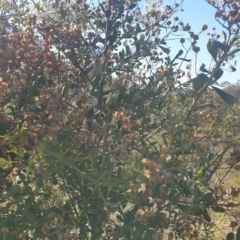 Bursaria spinosa at Williamsdale, NSW - 13 Nov 2023 05:12 PM