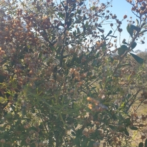 Bursaria spinosa at Williamsdale, NSW - 13 Nov 2023