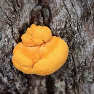 Piptoporus australiensis at Moruya, NSW - suppressed