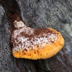 Piptoporus australiensis at Moruya, NSW - suppressed