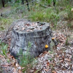 Piptoporus australiensis at Moruya, NSW - suppressed