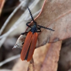 Porrostoma rhipidium (Long-nosed Lycid (Net-winged) beetle) at Broulee Moruya Nature Observation Area - 16 Nov 2023 by LisaH