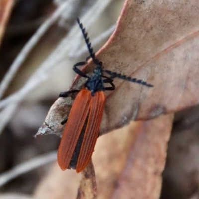 Porrostoma rhipidium (Long-nosed Lycid (Net-winged) beetle) at Broulee Moruya Nature Observation Area - 16 Nov 2023 by LisaH