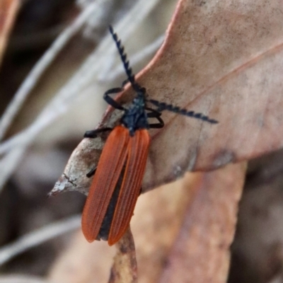Porrostoma rhipidium (Long-nosed Lycid (Net-winged) beetle) at Moruya, NSW - 16 Nov 2023 by LisaH