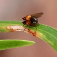 Unidentified True fly (Diptera) at Moruya, NSW - 16 Nov 2023 by LisaH