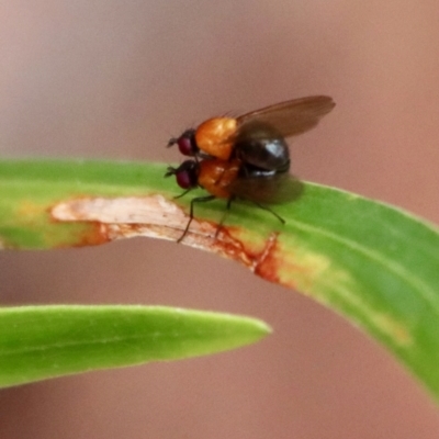 Unidentified True fly (Diptera) at Broulee Moruya Nature Observation Area - 16 Nov 2023 by LisaH