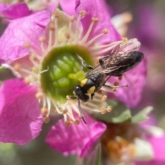 Leioproctus (Leioproctus) irroratus (Yellow-shouldered Bee) at Acton, ACT - 16 Nov 2023 by PeterA
