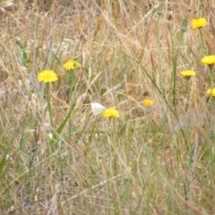 Pieris rapae (Cabbage White) at Yarralumla Grassland (YGW) - 12 Mar 2007 by MichaelMulvaney