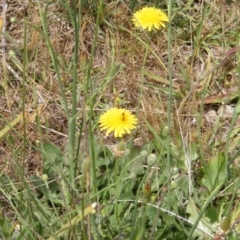 Inconclusive sighting (Inconclusive sighting) at Yarralumla Grassland (YGW) - 12 Mar 2007 by MichaelMulvaney