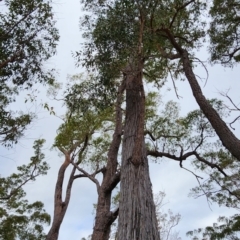 Eucalyptus agglomerata at Nullica State Forest - 16 Nov 2023