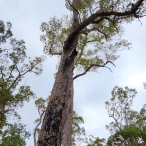 Corymbia gummifera at Nullica State Forest - 16 Nov 2023