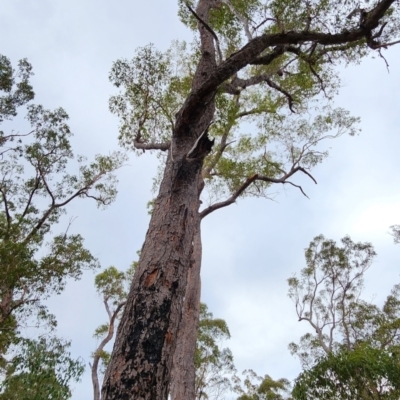 Corymbia gummifera (Red Bloodwood) at Eden, NSW - 16 Nov 2023 by Steve818
