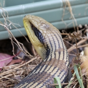 Tiliqua scincoides scincoides at Higgins, ACT - 16 Nov 2023