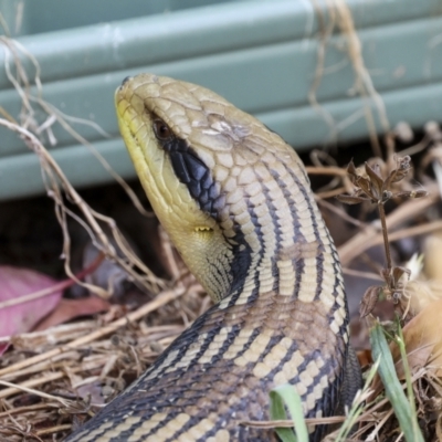 Tiliqua scincoides scincoides (Eastern Blue-tongue) at Higgins, ACT - 16 Nov 2023 by AlisonMilton