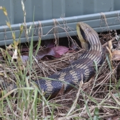 Tiliqua scincoides scincoides at Higgins, ACT - 16 Nov 2023