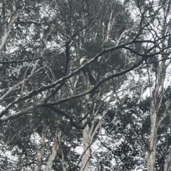 Rhipidura albiscapa (Grey Fantail) at ANBG - 16 Nov 2023 by courtneyb