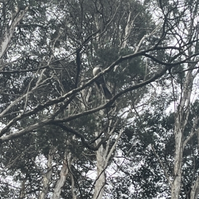Rhipidura albiscapa (Grey Fantail) at Acton, ACT - 16 Nov 2023 by courtneyb