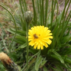 Lasioglossum (Chilalictus) sp. (genus & subgenus) at Yarralumla Grassland (YGW) - 12 Mar 2007 11:50 PM