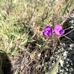 Swainsona behriana (Behr's Swainson-Pea) at Rendezvous Creek, ACT - 11 Nov 2023 by RosD