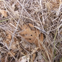 Curculionidae (family) at Yarralumla Grassland (YGW) - 13 Mar 2007