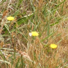 Zizina otis (Common Grass-Blue) at Yarralumla, ACT - 12 Mar 2007 by MichaelMulvaney