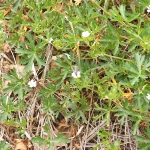 Zizina otis at Yarralumla Grassland (YGW) - 13 Mar 2007