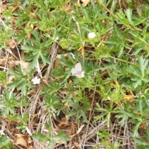 Zizina otis at Yarralumla Grassland (YGW) - 13 Mar 2007