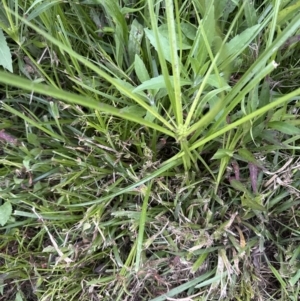 Cyperus eragrostis at Kangaroo Valley, NSW - 16 Nov 2023