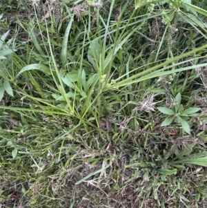 Cyperus eragrostis at Kangaroo Valley, NSW - suppressed