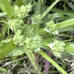 Cyperus eragrostis at Kangaroo Valley, NSW - 16 Nov 2023