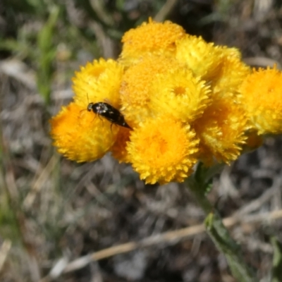 Mordellidae (family) (Unidentified pintail or tumbling flower beetle) at Flea Bog Flat to Emu Creek Corridor - 15 Nov 2023 by JohnGiacon
