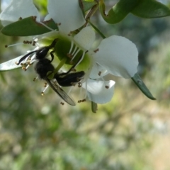 Leioproctus sp. (genus) (Plaster bee) at Belconnen, ACT - 15 Nov 2023 by JohnGiacon