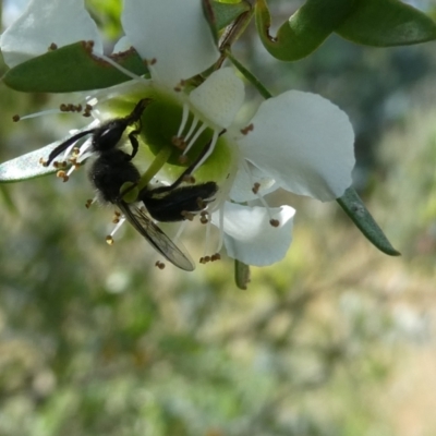 Leioproctus sp. (genus) (Plaster bee) at Belconnen, ACT - 15 Nov 2023 by JohnGiacon