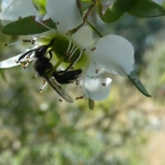 Leioproctus sp. (genus) (Plaster bee) at Flea Bog Flat to Emu Creek Corridor - 15 Nov 2023 by JohnGiacon