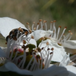 Mordellidae (family) at Emu Creek Belconnen (ECB) - 15 Nov 2023